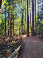 7/25/26 SF Chapter | Guest Event | Walk in the Redwoods (11am-1pm Pacific)